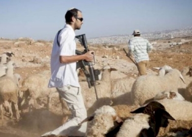 مستوطنون يطاردون رعاة الأغنام في مسافر يطا