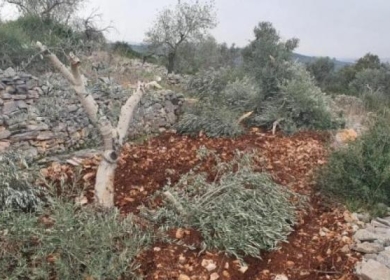 مستوطنون يحطمون أشتال زيتون جنوب نابلس