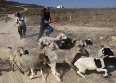 مستوطنون يعتدون على رعاة أغنام ويحطمون أشجارا في مسافر يطا