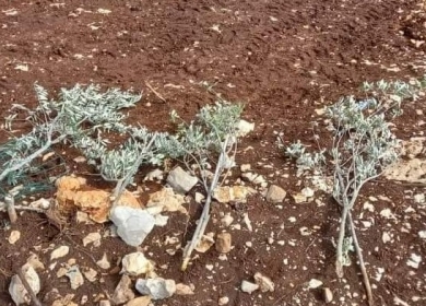 مستوطنون يقتلعون 40 شتلة زيتون جنوب بيت لحم