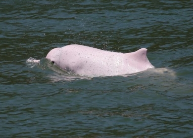 خبراء يربطون نفوق الدلافين في الأمازون بالجفاف والحرارة