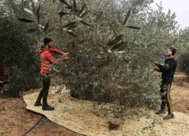 الهدنة المؤقتة.. فرصة مزارعي جنوب غزة لقطف الزيتون