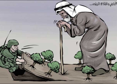مصادر الأراضي واقتلاع الزيتون ....