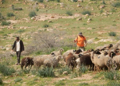 مستعمرون يطلقون مواشيهم ويقتلعون أشجار زيتون بمسافر يطا جنوب الخليل
