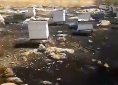مستوطنون يسرقون خلايا نحل من أراضي دير شرف